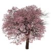 درخت بهاری ۱