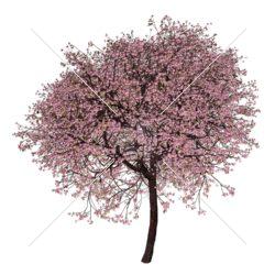 درخت بهاری ۲